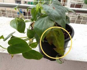 philodendron problems|Philodendron Problems: Brown Spots, Diseases & Pests.